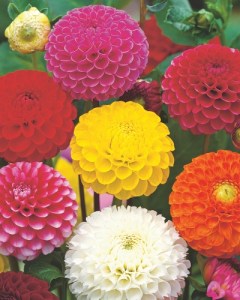 Dahlia Pompon Mix